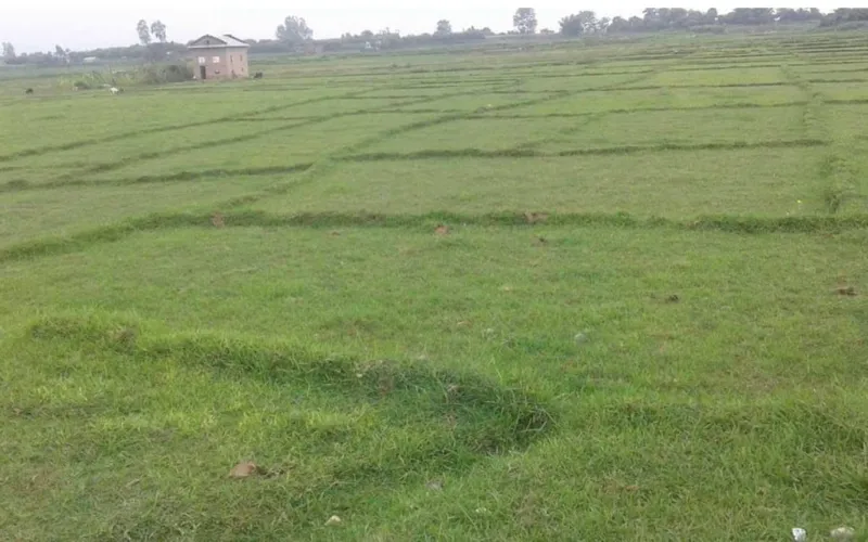 ss