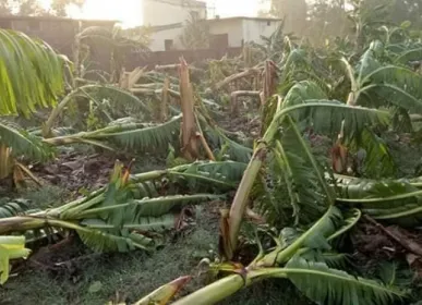 हावाहुरीले ढलेको केरा खेती