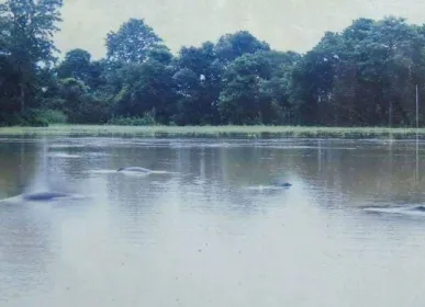 dolphin