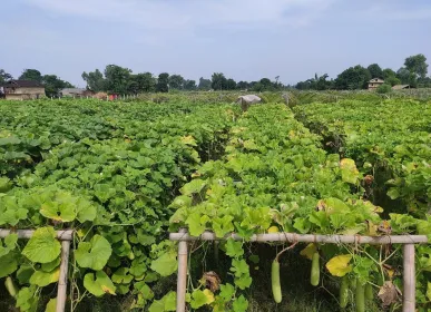 tarkari