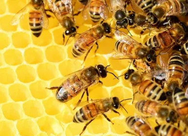 bee