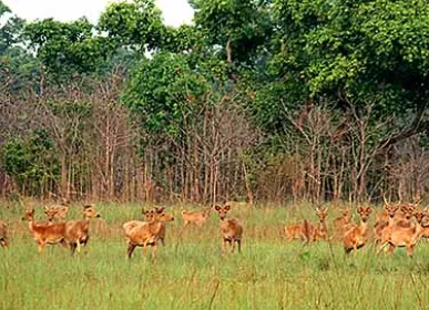 sukalafata