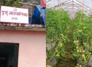 tarkari