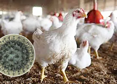 birdflu