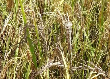 aa