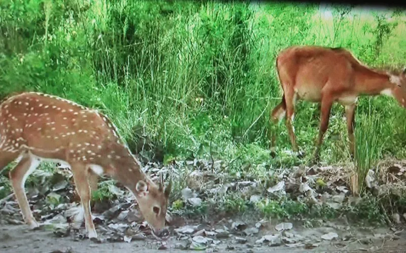 deer