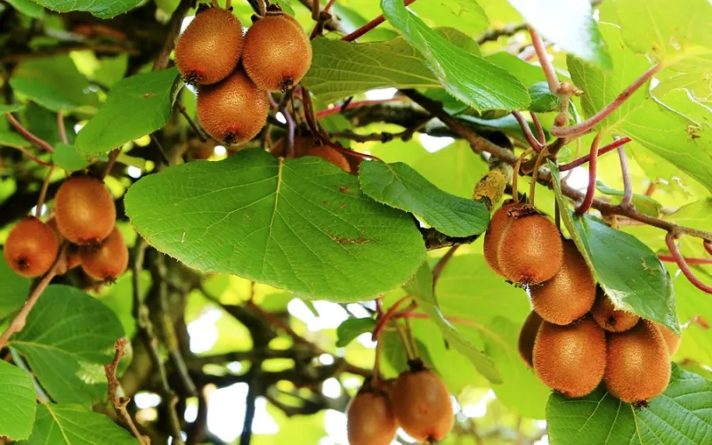 kiwi
