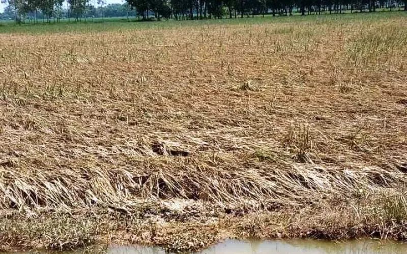 dhan sakhap