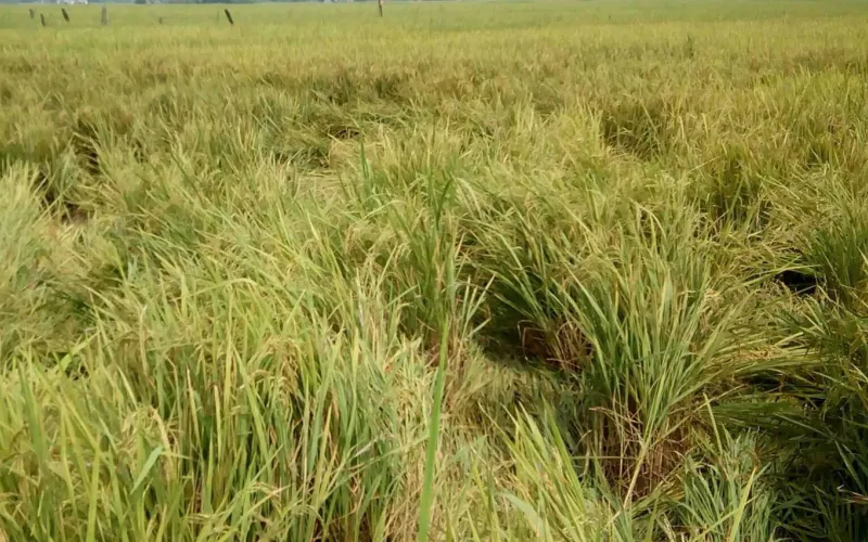 danbali