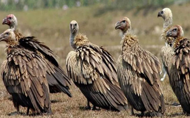 eagle