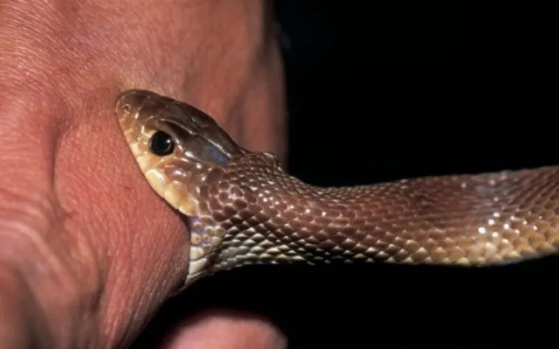 snake