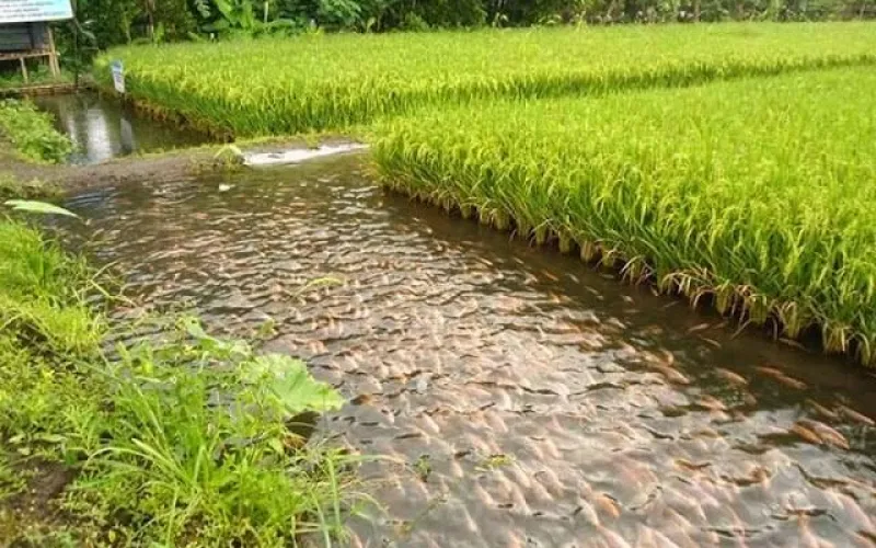 fish