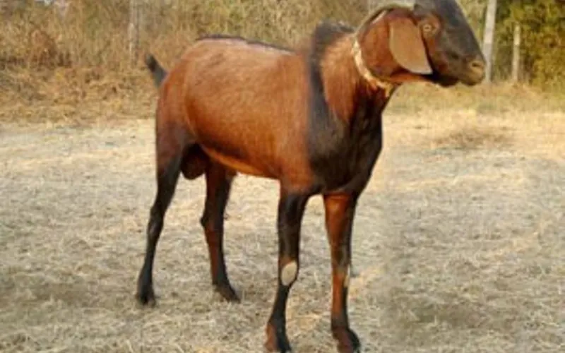 Khadi