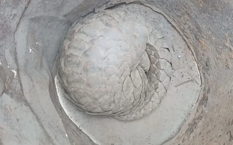 salak