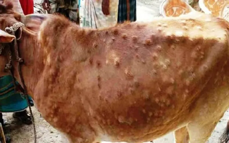 cow 