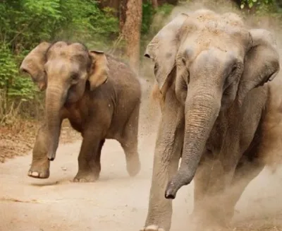 elephant