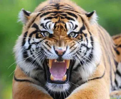 tig