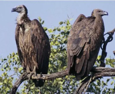 aa