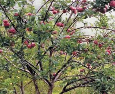 apple