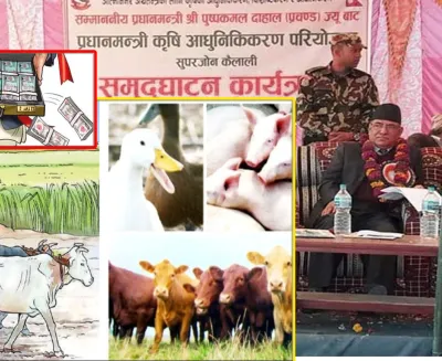 कैलालीमा प्रधानमन्त्री कृषि आधुनिकीकरण कार्यक्रमः अनुदानपछि सम्पर्क बिहिन संचालक