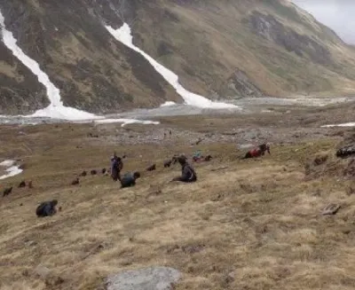 बझाङमा यार्सा संकलकको लडेर मृत्यु
