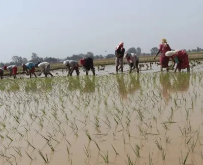 सुदूरपश्चिममा ६० प्रतिशत जग्गामा रोपाइँ हुन बाँकी