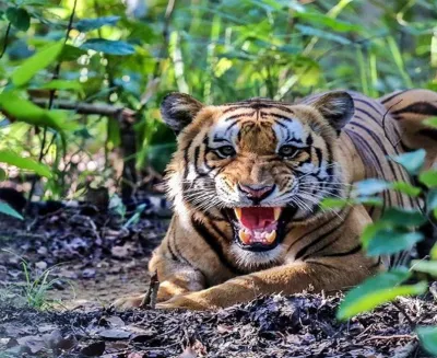 tiger